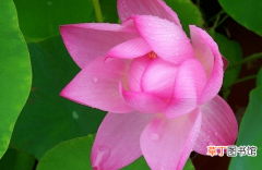 【种植方法】碗莲的种植方法介绍！碗莲这样养才更漂亮！