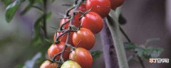 【圣女果】阳台圣女果的种植方法：栽种前准备，栽种