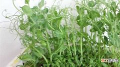 【豌豆】阳台豌豆的种植方法：种植季节，育苗