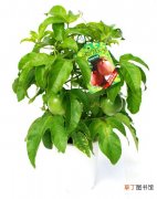 【植物】百香果植物盆栽图片
