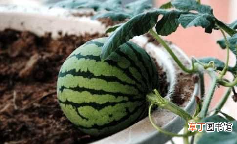 【西瓜】阳台的西瓜种植方法：准备工作，种植