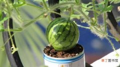 【西瓜】阳台的西瓜种植方法：准备工作，种植