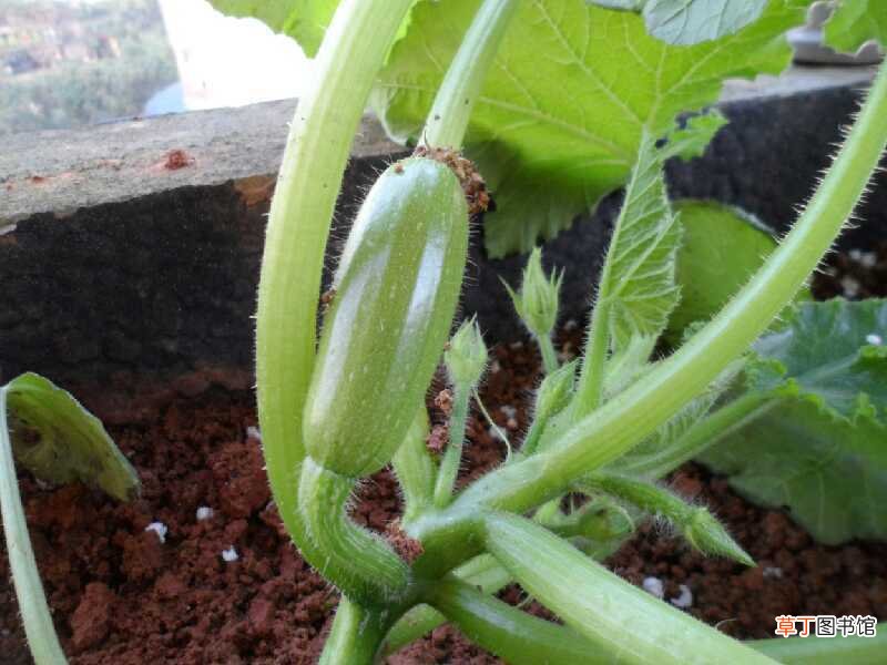 【种植】阳台西葫芦的种植方法：浸种，播种