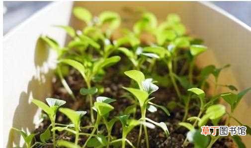 【种植】阳台小白菜的种植方法：材料准备，品种选择