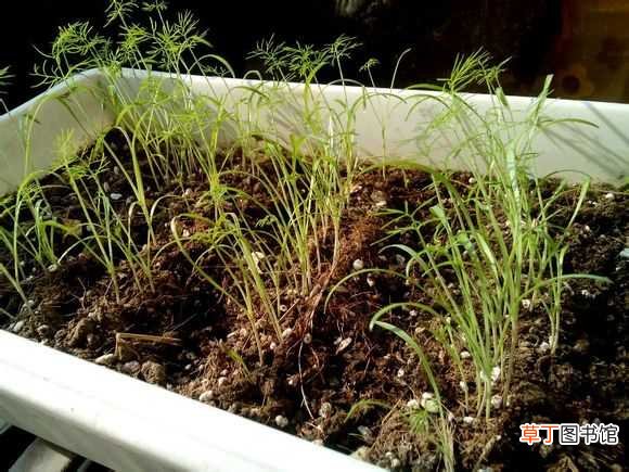 【茴香】阳台茴香的种植方法：播种，根栽