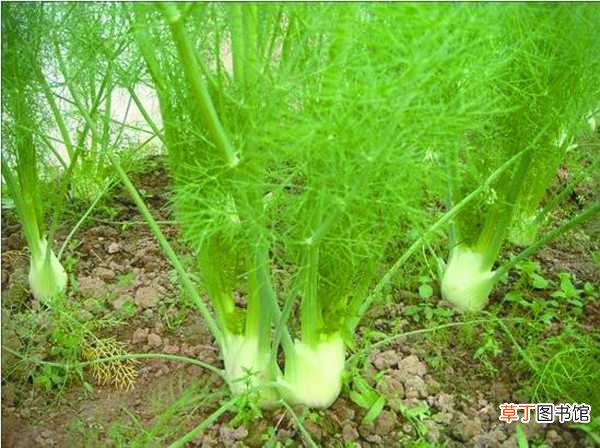 【茴香】阳台茴香的种植方法：播种，根栽