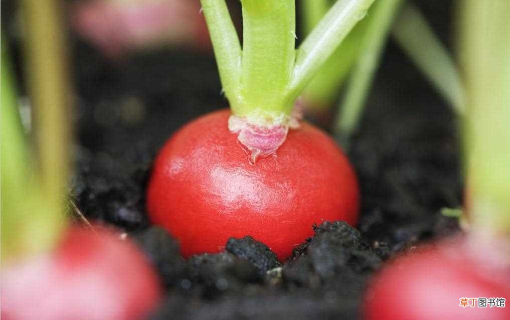 【萝卜】阳台萝卜菜的种植方法：品种选择，种植环境