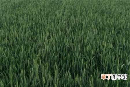 【播种】小麦什么时候播种，什么时候收割：小麦什么时候播种，什么时候收割