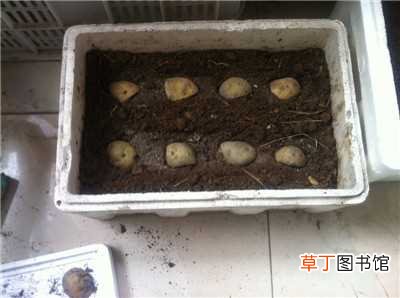 【土豆】阳台土豆的种植方法：选择土豆，准备种植的土壤
