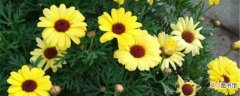 【花】茼蒿花的养殖方法：土壤，温度