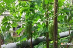 【种植】阳台种植苦瓜的方法：选种催芽，育苗移栽