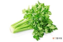 【芹菜】阳台芹菜的种植方法：种植，移栽