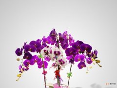 【盆栽】紫色盆栽植物大全图片