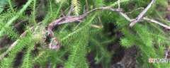 【养殖方法】垂穗石松的养殖方法：土壤，光照