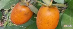 【养殖方法】老鸦柿的养殖方法：土壤，光照