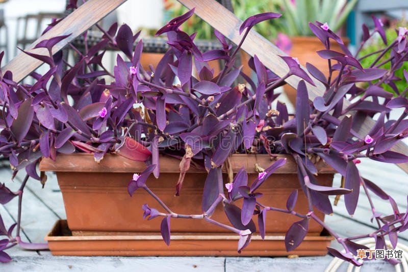 【叶子】紫色叶子的植物图片