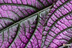 【叶子】紫色叶子的植物图片