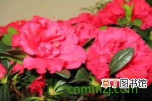 金达莱 【杜鹃】北朝鲜国花是什么花，迎红杜鹃 怎么养