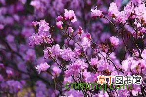 金达莱 【杜鹃】北朝鲜国花是什么花，迎红杜鹃 怎么养