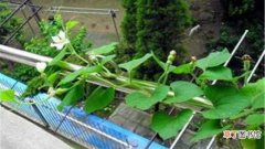 【种植】阳台怎么种植小葫芦：工具准备，播种