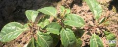 【养殖方法】牛耳枫的养殖方法：土壤，施肥