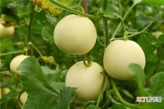【种植】阳台种植香瓜的方法：育苗，管理