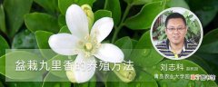 【九里香】盆栽九里香的养殖方法