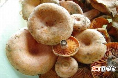 【栽培】松乳菇可以人工栽培吗