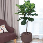 【植物】客厅耐阴盆栽植物图片