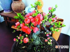 【花盆】四季海棠花盆栽图片大全