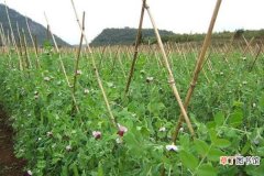 【养殖】荷兰豆的养殖方法及注意事项：养殖方法，注意事项
