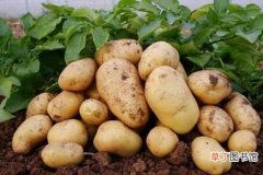 【种植】土豆的种植方法 二．土豆的做法大全