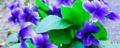 【养殖】紫花堇菜的养殖方法：土壤，光照