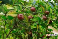 【茶】油茶树的种植技术