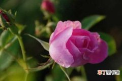 【养殖】大马士革玫瑰的养殖方法
