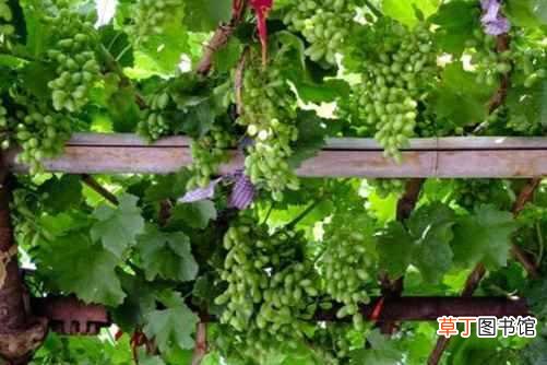 【种植】庭院葡萄种植技术