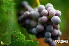 【种植】庭院葡萄种植技术