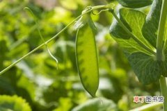 【种植】荷兰豆的介绍 荷兰豆的种植方式