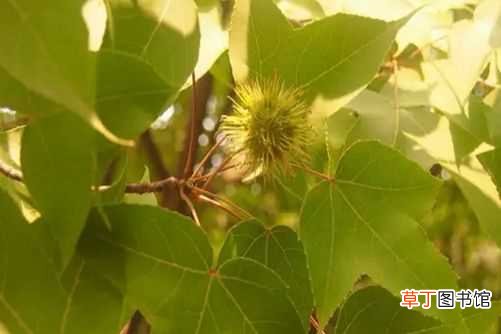 【香】枫香树的养殖方法