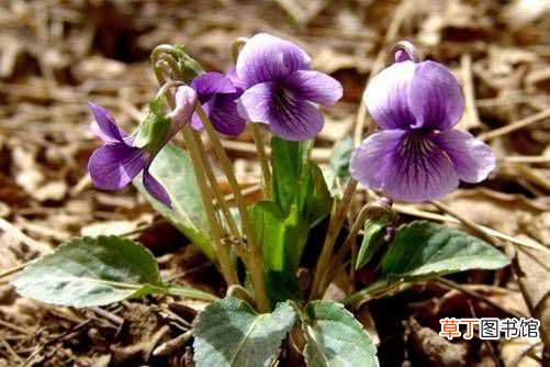 【花】紫花地丁功效与作用 紫花地丁怎么养