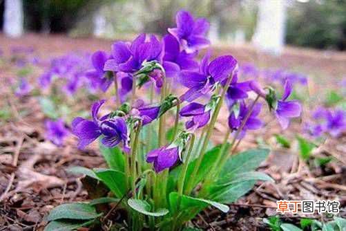 【花】紫花地丁功效与作用 紫花地丁怎么养