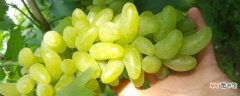 【品种】几个葡萄品种果叶图文描述：红乳，醉金香