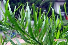 【养殖方法】竹节蓼的养殖方法