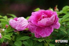 【养殖】平阴玫瑰的养殖方法