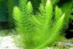 【金鱼藻】金鱼藻的特点 金鱼藻怎么养？
