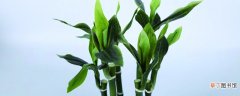 【花盆】富贵竹可以栽到花盆里吗，土培要什么花盆