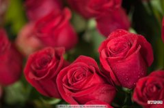 【图片】最漂亮玫瑰花的图片