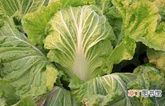 【种植】大白菜的种植技术和田间管理要点