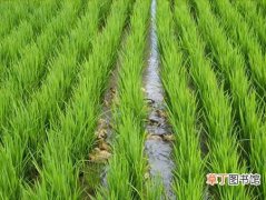 【种植】南方水稻什么时候种植？南方水稻种植时间和种植方法