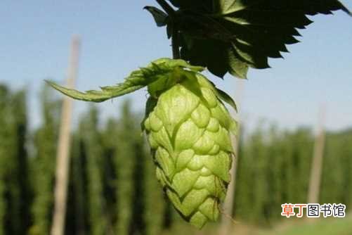【花】啤酒花是什么？啤酒花的养殖方法